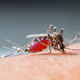 Illustration for article titled A Working Malaria Vaccine Could Be Used In Developing Countries By 2015